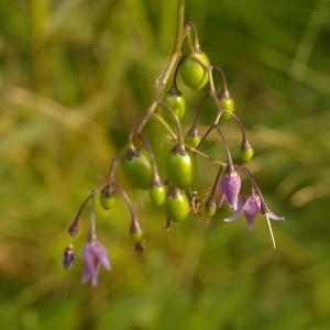 Photographie n°38983 du taxon Solanum dulcamara L. [1753]