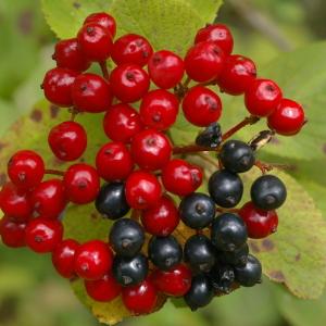 Photographie n°38990 du taxon Viburnum lantana L. [1753]