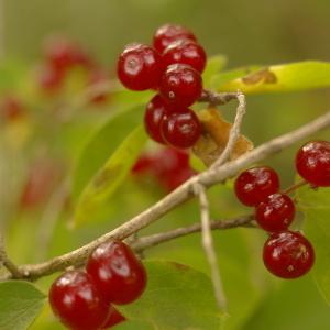 Photographie n°39006 du taxon Lonicera xylosteum L. [1753]