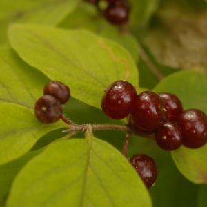 Photographie n°39008 du taxon Lonicera xylosteum L. [1753]