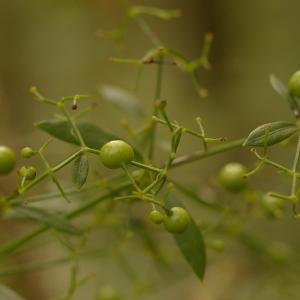 Photographie n°39012 du taxon Rubia peregrina L. [1753]