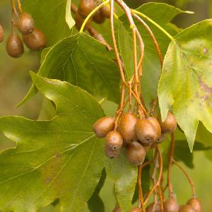 Photographie n°39015 du taxon Sorbus torminalis (L.) Crantz [1763]