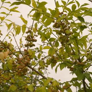 Photographie n°39017 du taxon Euonymus europaeus L. [1753]