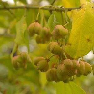 Photographie n°39018 du taxon Euonymus europaeus L. [1753]