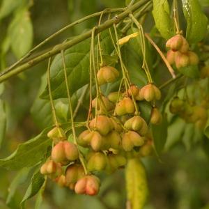 Photographie n°39019 du taxon Euonymus europaeus L. [1753]