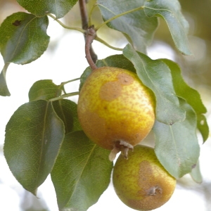 Photographie n°39022 du taxon Pyrus communis L. [1753]