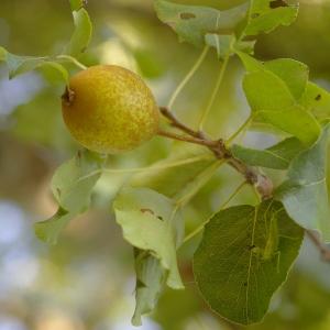 Photographie n°39023 du taxon Pyrus communis L. [1753]