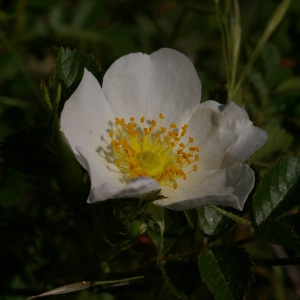 Photographie n°39030 du taxon Rosa majalis Herrm. [1762]