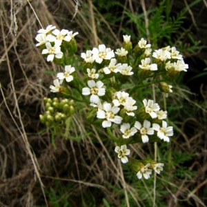 Achillea chamaemelifolia var. falcata Rouy (Achillée à feuilles de camomille)