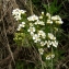  Catherine MAHYEUX - Achillea chamaemelifolia Pourr. [1788]