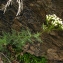  Catherine MAHYEUX - Achillea chamaemelifolia Pourr. [1788]