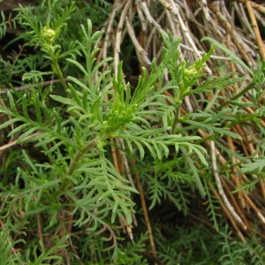  - Achillea chamaemelifolia Pourr. [1788]