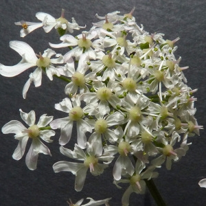 Photographie n°39046 du taxon Heracleum sphondylium L. [1753]