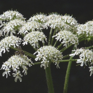 Photographie n°39047 du taxon Heracleum sphondylium L. [1753]