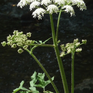 Photographie n°39048 du taxon Heracleum sphondylium L. [1753]