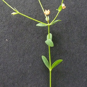 Photographie n°39049 du taxon Linum catharticum L.