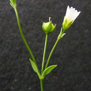 Photographie n°39050 du taxon Linum catharticum L.