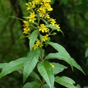 Photographie n°39056 du taxon Lysimachia vulgaris L. [1753]