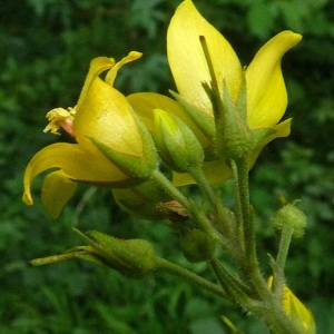 Photographie n°39057 du taxon Lysimachia vulgaris L. [1753]