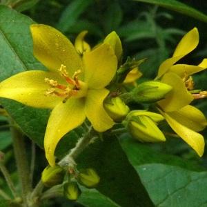 Photographie n°39058 du taxon Lysimachia vulgaris L. [1753]