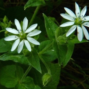 Photographie n°39061 du taxon Myosoton aquaticum (L.) Moench [1794]