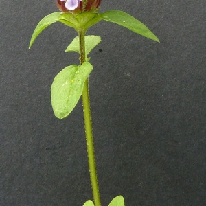 Photographie n°39063 du taxon Prunella vulgaris L. [1753]