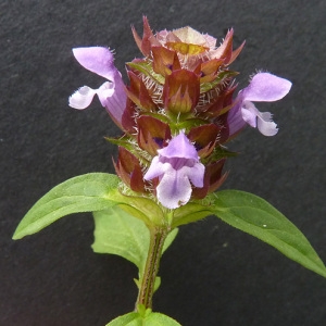 Photographie n°39064 du taxon Prunella vulgaris L. [1753]