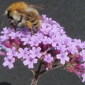 Photographie n°39065 du taxon Verbena bonariensis L. [1753]