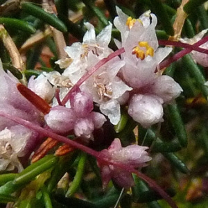 Photographie n°39071 du taxon Cuscuta epithymum (L.) L. [1774]