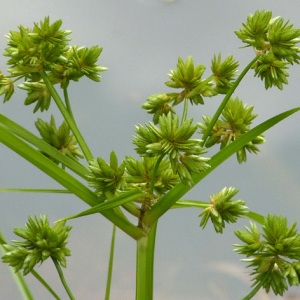 Photographie n°39073 du taxon Cyperus eragrostis Lam. [1791]