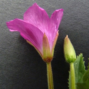 Photographie n°39077 du taxon Epilobium hirsutum L.