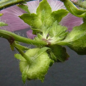 Photographie n°39086 du taxon Malva moschata L. [1753]