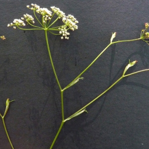 Photographie n°39092 du taxon Pimpinella saxifraga L. [1753]