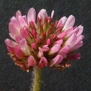 Photographie n°39099 du taxon Trifolium fragiferum L. [1753]