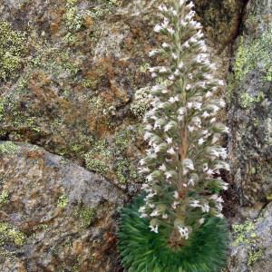 Photographie n°39107 du taxon Saxifraga florulenta Moretti [1823]