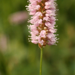 Photographie n°39120 du taxon Polygonum bistorta subsp. bistorta 