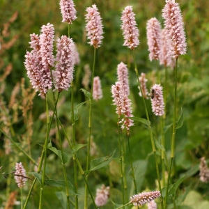 Photographie n°39121 du taxon Polygonum bistorta subsp. bistorta 