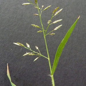 Photographie n°39140 du taxon Eragrostis minor Host [1809]