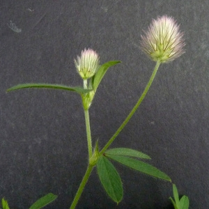 Photographie n°39147 du taxon Trifolium arvense L. [1753]