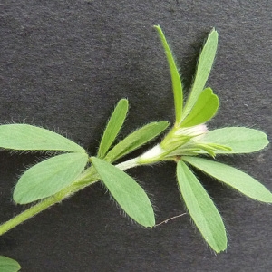 Photographie n°39148 du taxon Trifolium arvense L. [1753]