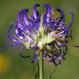 Photographie n°39158 du taxon Phyteuma orbiculare L. [1753]