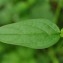  Valérie BRUNEAU-QUEREY - Prunella vulgaris L. [1753]