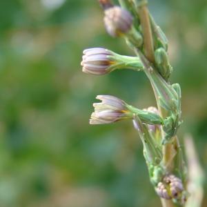 Photographie n°39176 du taxon Lactuca saligna L. [1753]