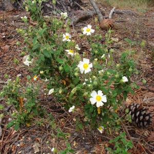 Photographie n°39189 du taxon Cistus salviifolius L. [1753]