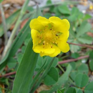 Photographie n°39191 du taxon Potentilla reptans L. [1753]