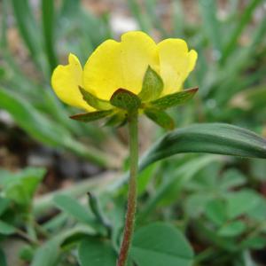 Photographie n°39192 du taxon Potentilla reptans L. [1753]