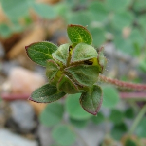 Photographie n°39193 du taxon Potentilla reptans L. [1753]