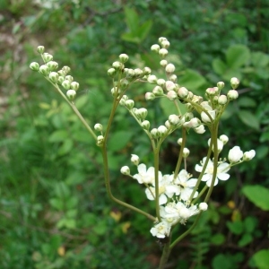 Photographie n°39211 du taxon Filipendula vulgaris Moench [1794]