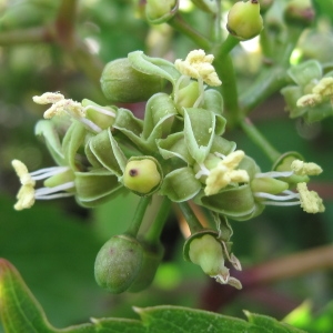 Ampelopsis hederacea var. dumetorum Focke (Vigne-vierge)