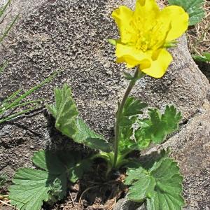 Photographie n°39227 du taxon Geum montanum L.